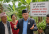 नुवाकोटेहरू अब केरा खेतीबाट आत्मनिर्भर मात्र होइन, आम्दानीमुखी बन्नुपर्छ : अधिवक्ता रामेश्वर भण्डारी